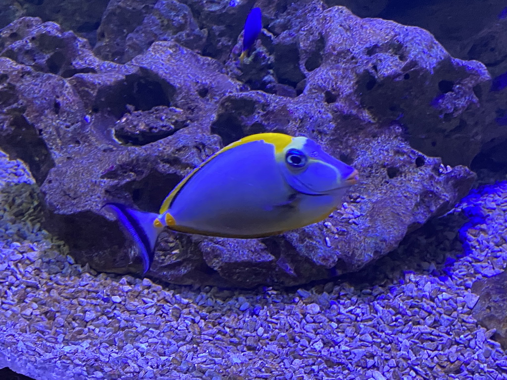 Fishes at the Blue Reef Aquarium at the Palmitos Park