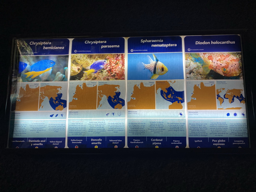 Explanation on the Yellow-dipped Damsel, Yellowtail Blue Damsel, Pajama Cardinalfish and Long-spine Porcupinefish at the Blue Reef Aquarium at the Palmitos Park