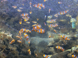 Clownfishes at the Blue Reef Aquarium at the Palmitos Park