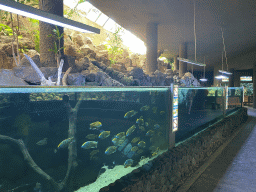 Fishes at the Blue Reef Aquarium at the Palmitos Park