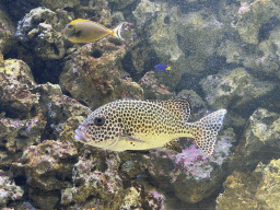 Fishes at the Blue Reef Aquarium at the Palmitos Park