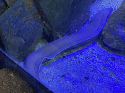 Moray Eel at the Blue Reef Aquarium at the Palmitos Park
