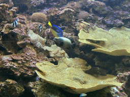 Fishes and coral at the Blue Reef Aquarium at the Palmitos Park