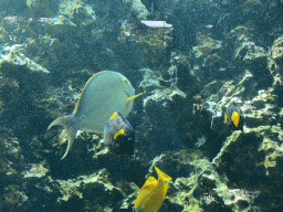 Fishes at the Blue Reef Aquarium at the Palmitos Park