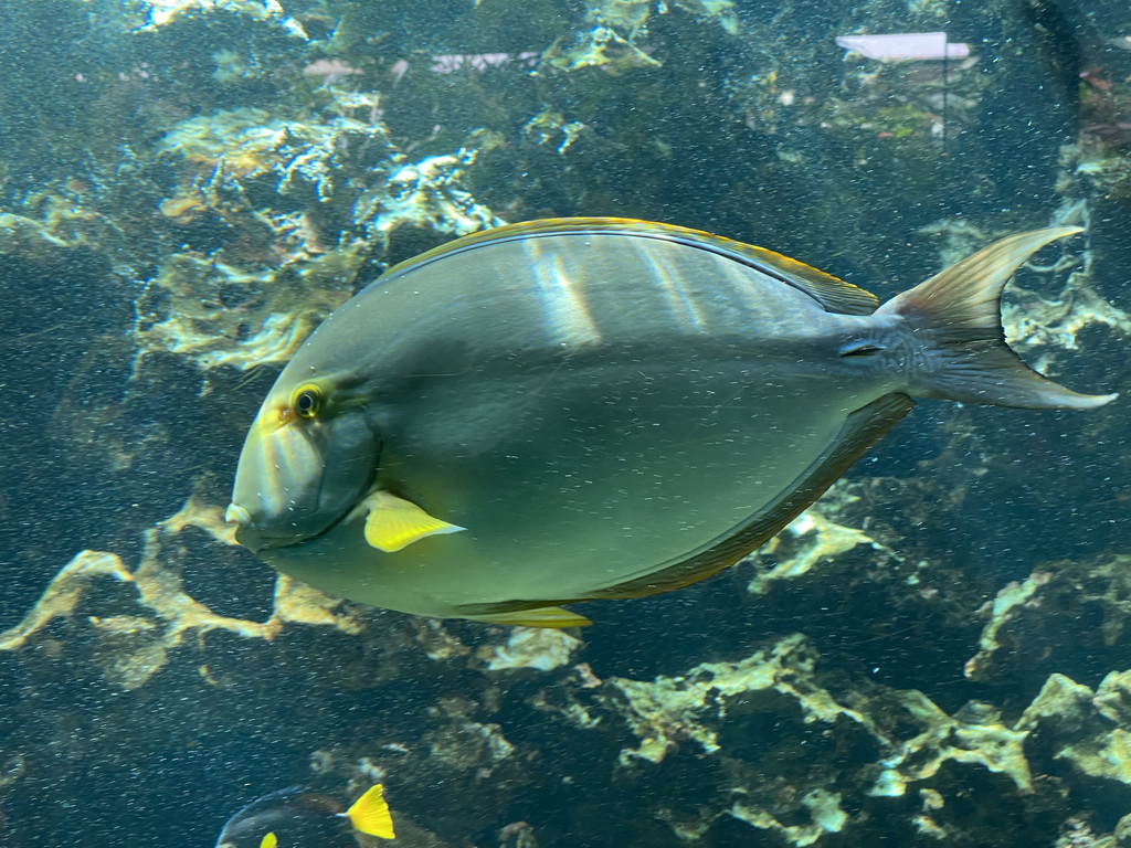 Fishes at the Blue Reef Aquarium at the Palmitos Park