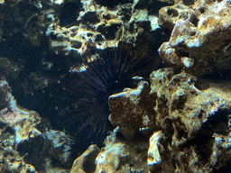 Black Sea Urchin at the Blue Reef Aquarium at the Palmitos Park