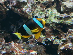 Fish at the Blue Reef Aquarium at the Palmitos Park