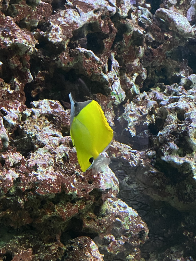 Fish at the Blue Reef Aquarium at the Palmitos Park