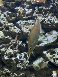 Fishes at the Blue Reef Aquarium at the Palmitos Park