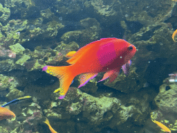 Sea Goldie and other fishes at the Blue Reef Aquarium at the Palmitos Park