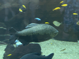 Fishes at the Blue Reef Aquarium at the Palmitos Park