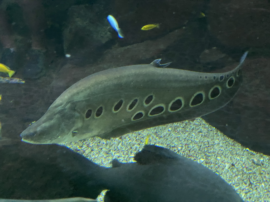 Fishes at the Blue Reef Aquarium at the Palmitos Park