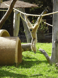 White-handed Gibbon at the Palmitos Park