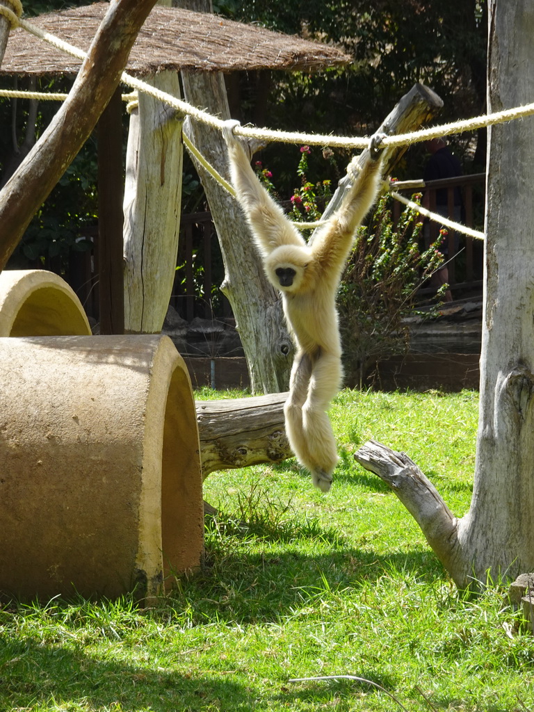 White-handed Gibbon at the Palmitos Park