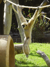 White-handed Gibbon at the Palmitos Park