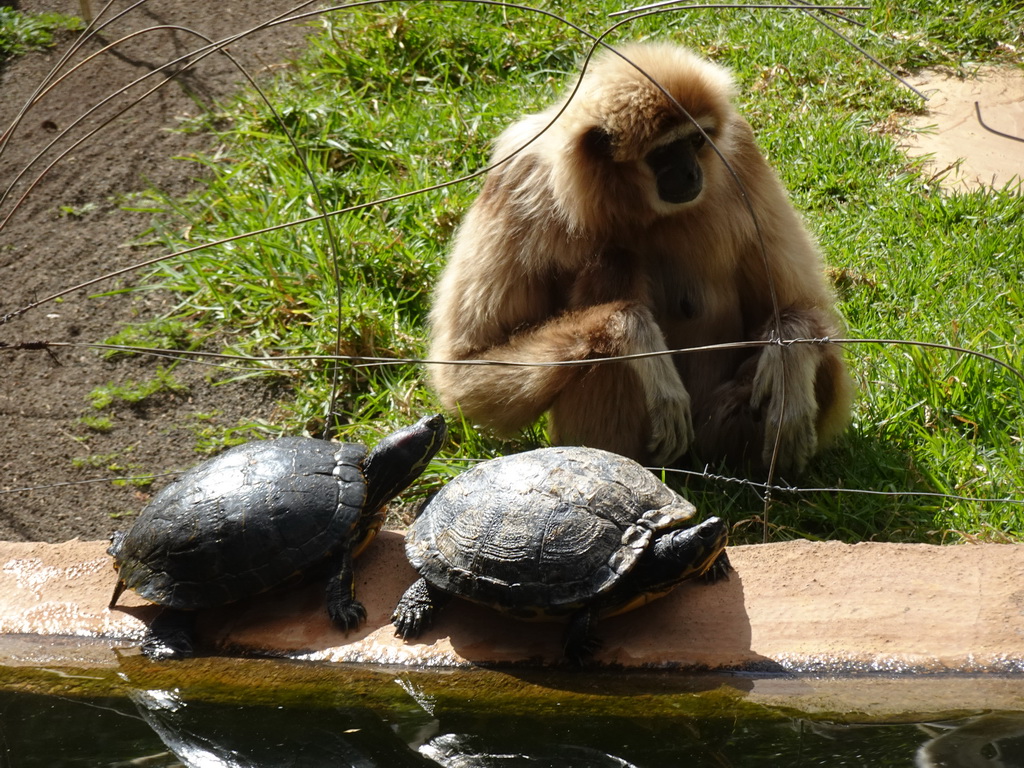 White-handed Gibbon and Turtles at the Palmitos Park