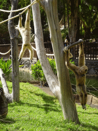 White-handed Gibbons at the Palmitos Park