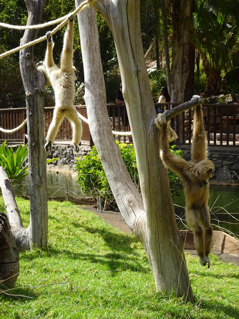 White-handed Gibbons at the Palmitos Park