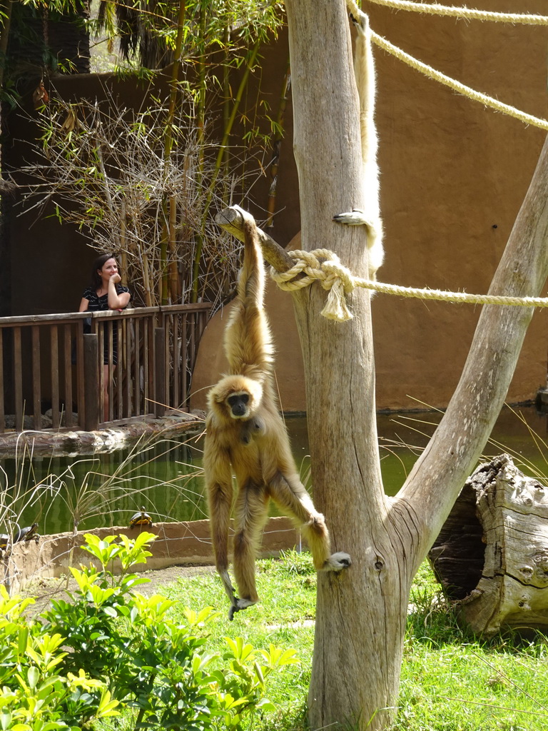 White-handed Gibbons at the Palmitos Park