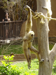 White-handed Gibbons at the Palmitos Park