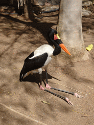 Saddle-billed Stork at the Free Flight Aviary at the Palmitos Park