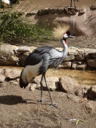 Grey Crowned Crane at the Free Flight Aviary at the Palmitos Park