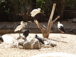 Spoonbills, Stork and other birds at the Free Flight Aviary at the Palmitos Park