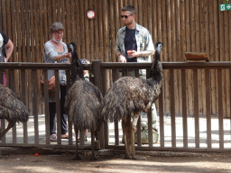 Emus at the Palmitos Park