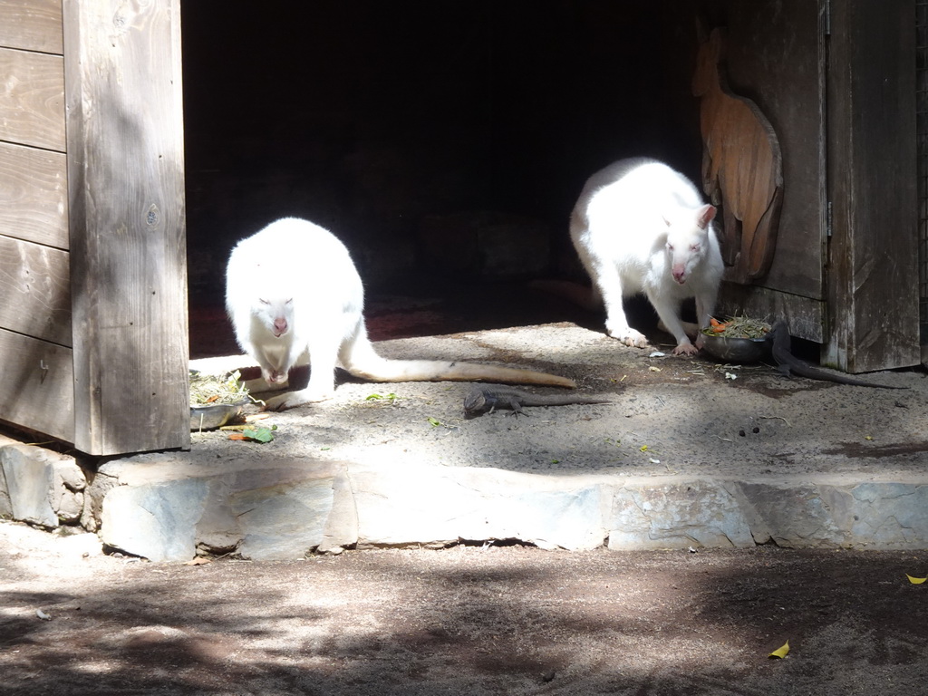 Bennett`s Wallabies and Lizards at the Palmitos Park