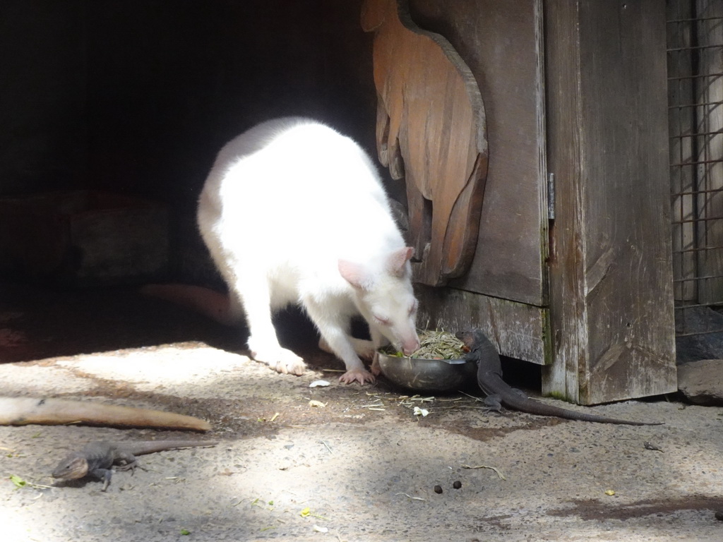 Bennett`s Wallaby and Lizards at the Palmitos Park