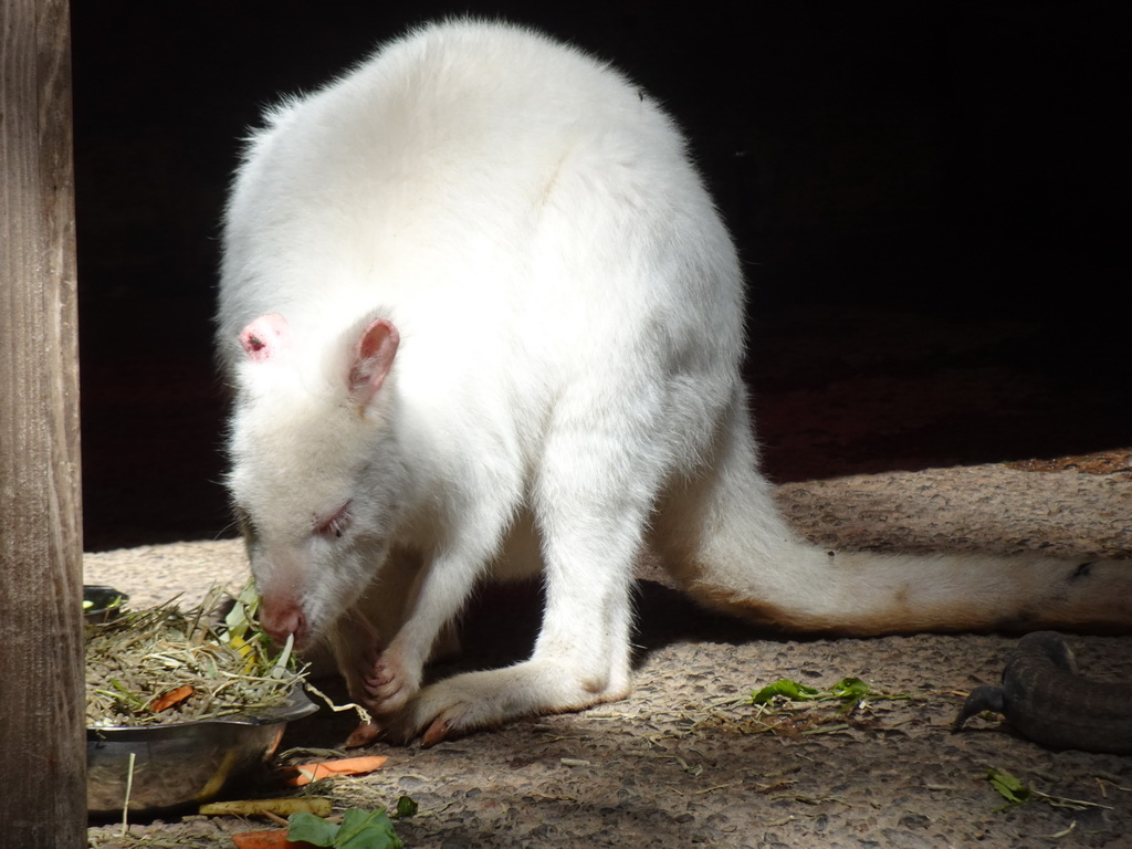 Bennett`s Wallaby and Lizard at the Palmitos Park