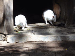 Bennett`s Wallabies and Lizards at the Palmitos Park