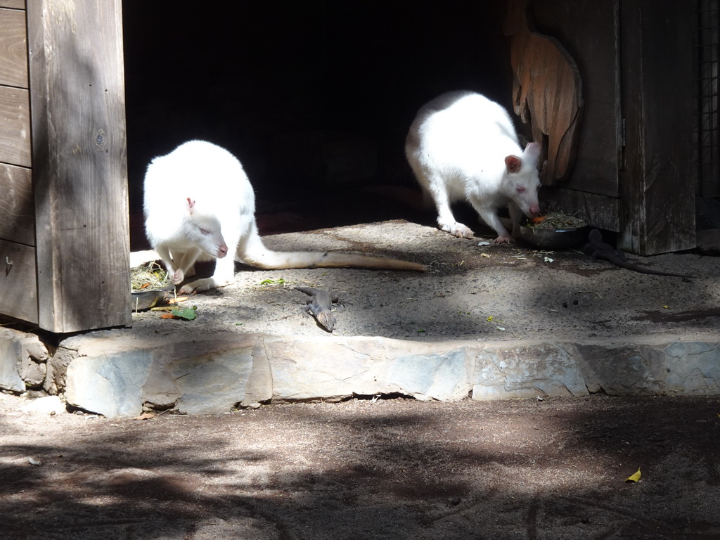 Bennett`s Wallabies and Lizards at the Palmitos Park