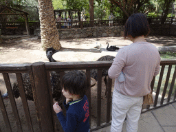 Miaomiao and Max with the Emus at the Palmitos Park