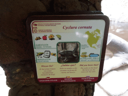 Explanation on the Rhinoceros Iguana at the Palmitos Park