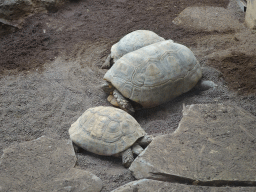 Yellow-foot Tortoises at the Palmitos Park