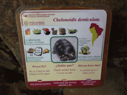 Explanation on the Yellow-foot Tortoise at the Palmitos Park
