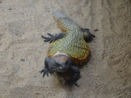 Mali Uromastyx at the Palmitos Park