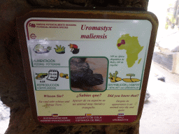 Explanation on the Mali Uromastyx at the Palmitos Park