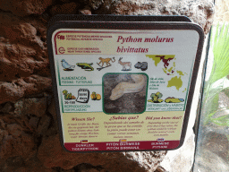 Explanation on the Albino Burmese Python at the Palmitos Park