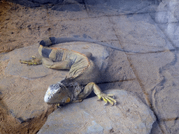 Green Iguana at the Palmitos Park