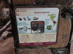 Explanation on the Green Iguana at the Palmitos Park
