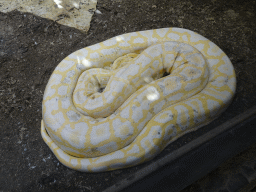Python at the Palmitos Park