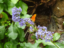 Butterfly at the Butterflies House at the Palmitos Park