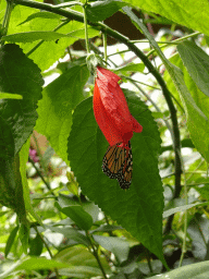 Butterfly at the Butterflies House at the Palmitos Park
