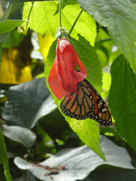 Butterfly at the Butterflies House at the Palmitos Park