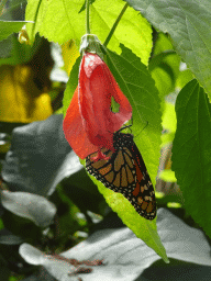 Butterfly at the Butterflies House at the Palmitos Park