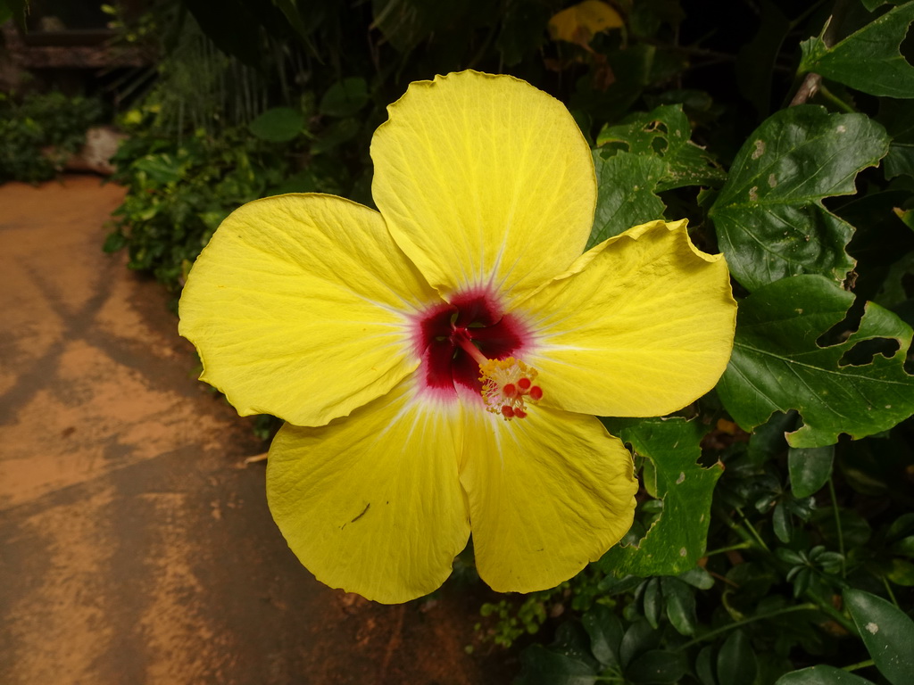 Flower at the Butterflies House at the Palmitos Park