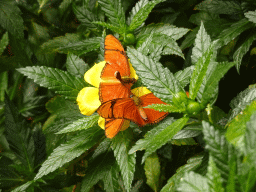 Butterflies at the Butterflies House at the Palmitos Park