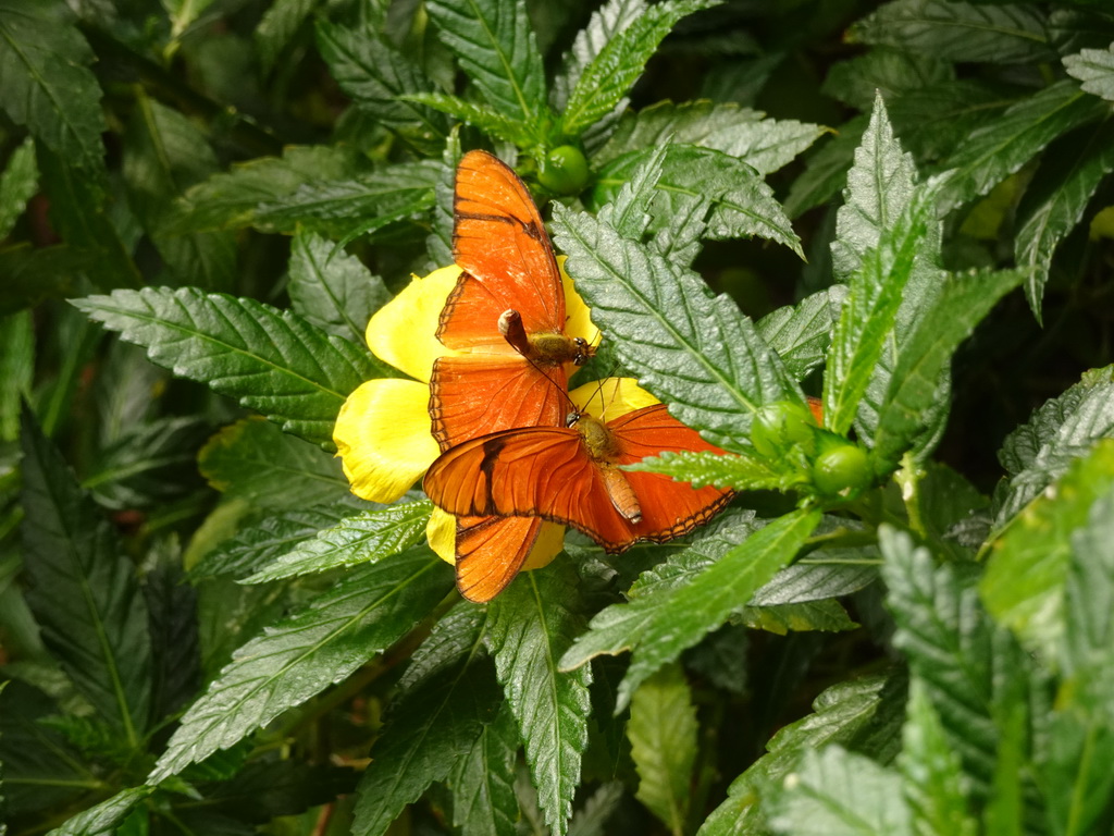 Butterflies at the Butterflies House at the Palmitos Park